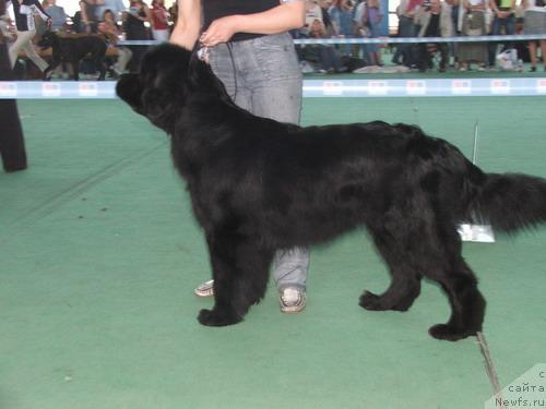 Фото: ньюфаундленд Thickish Newfoundland Monnalisadellagioconda
