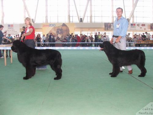 Фото: ньюфаундленд Skippers Highness King of Helluland, ньюфаундленд Плюшевая Панда Бархатная Роза (Plushevaya Panda Barhatnaya Roza)
