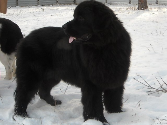 Фото: ньюфаундленд Ермак из Царства Медведей