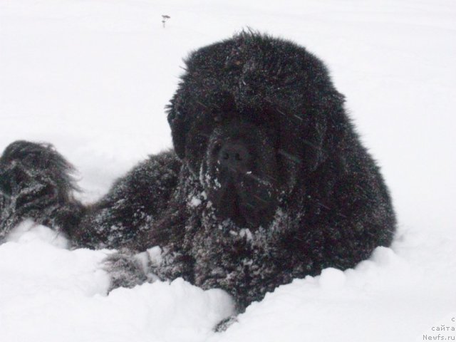 Фото: ньюфаундленд Карат из Медвежьего Яра (Karat iz Medvejyego Yara)