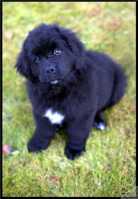 Фото: ньюфаундленд Рестайлинг Фром Шипмэн