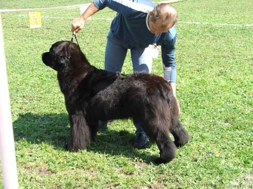 Фото: ньюфаундленд Грейчел (Greychel)
