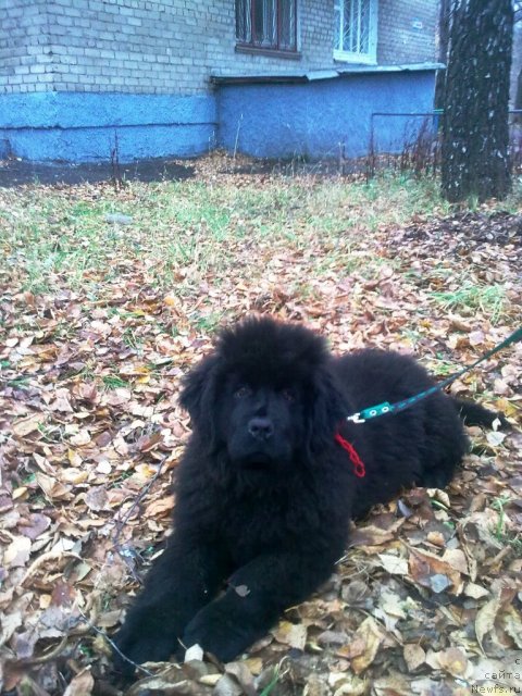 Фото: ньюфаундленд Их Высочество Владлена Маджикс