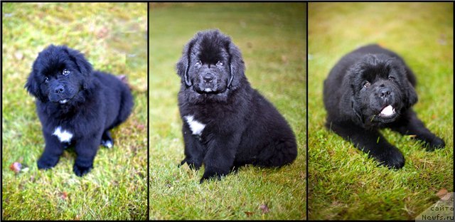 Фото: ньюфаундленд Рестайлинг Фром Шипмэн