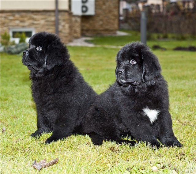 Фото: ньюфаундленд Рестайлинг Фром Шипмэн, ньюфаундленд Резидент Земли Сибирской