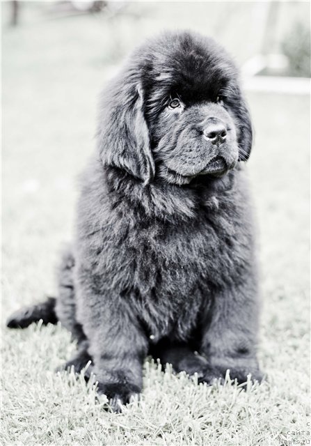 Фото: ньюфаундленд Резидент Земли Сибирской