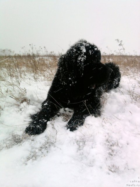 Фото: ньюфаундленд Млечный Путь из Тихого Омута
