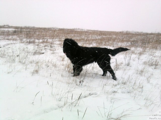 Фото: ньюфаундленд Млечный Путь из Тихого Омута