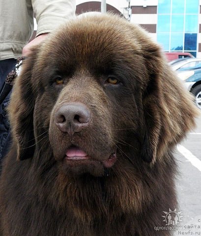 Фото: ньюфаундленд Правитель Тайги, ньюфаундленд Правитель Тайги