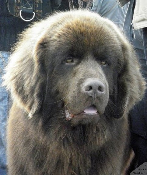 Фото: ньюфаундленд Правитель Тайги