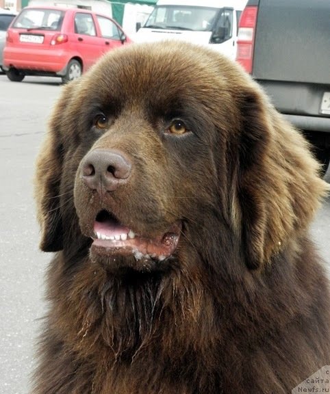 Фото: ньюфаундленд Правитель Тайги