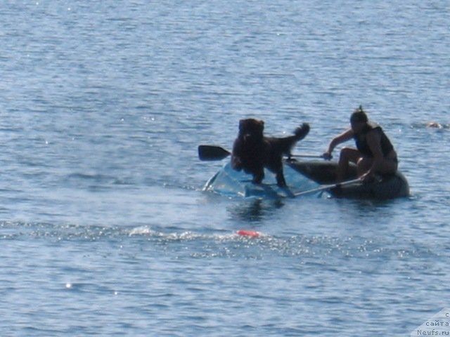 Фото: Надежда Федосеева, ньюфаундленд Дар Свезы Апельсинка-Мандаринка