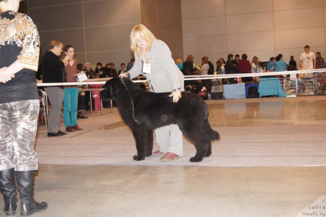 Фото: ньюфаундленд Сент Джонс Уриель, Юлия Ястребова