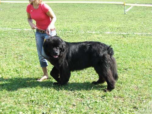 Фото: ньюфаундленд Оберон Кинг Беар