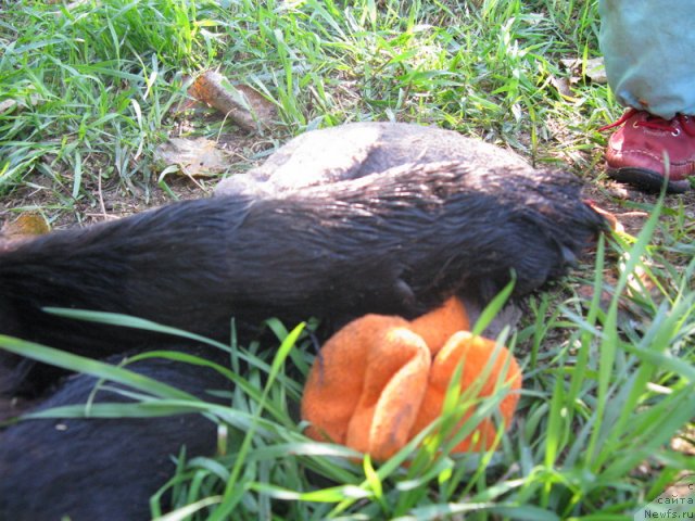 Фото: ньюфаундленд Азазель Нежный Цветок