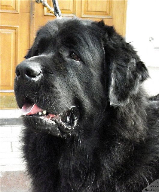 Фото: ньюфаундленд Великий Медведь Загадка