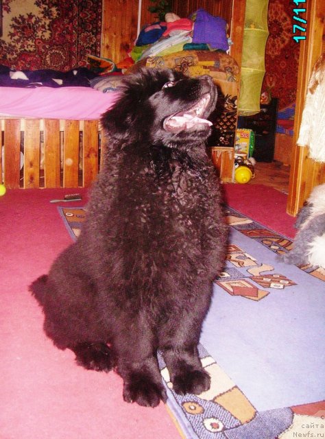 Фото: ньюфаундленд Их Высочество Владлена Маджикс