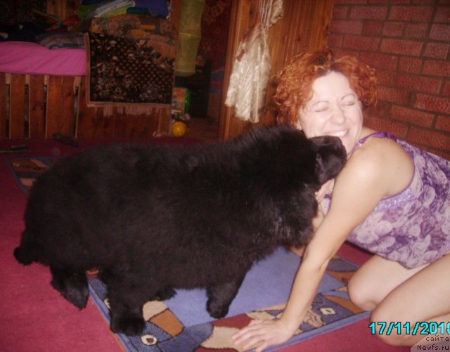 Фото: ньюфаундленд Их Высочество Владлена Маджикс, Ирина Нистратова