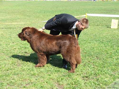 Фото: ньюфаундленд Смигар Арбат