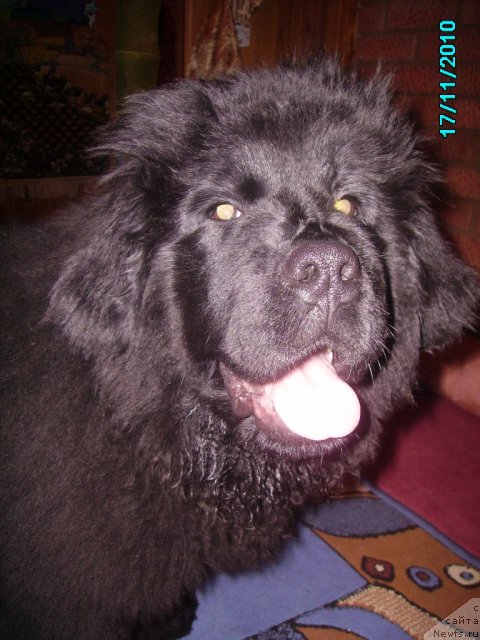 Фото: ньюфаундленд Их Высочество Владлена Маджикс