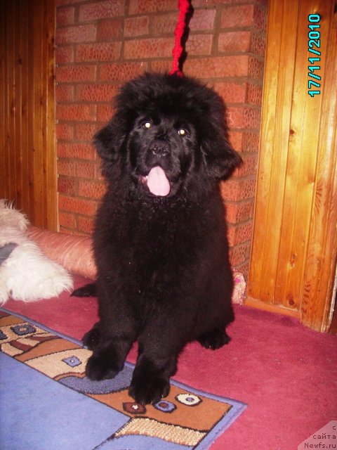 Фото: ньюфаундленд Их Высочество Владлена Маджикс