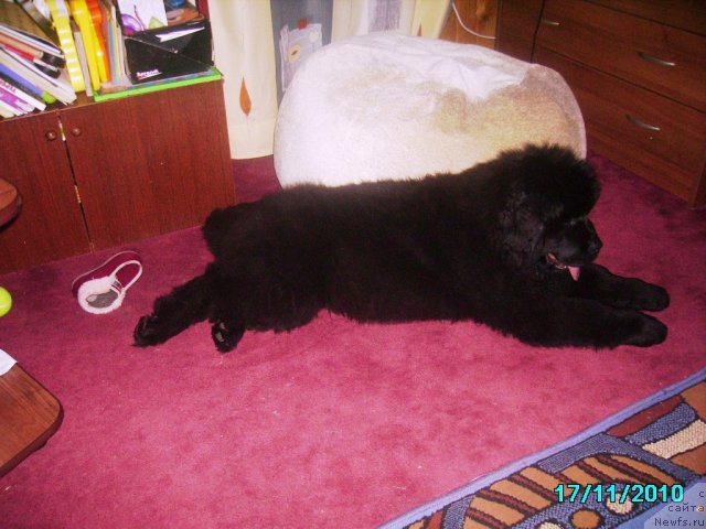 Фото: ньюфаундленд Их Высочество Владлена Маджикс