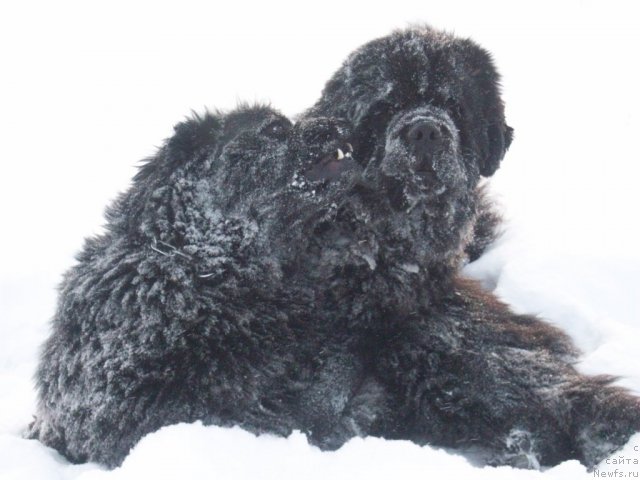 Фото: ньюфаундленд Ярада из Сибирской Глубинки (Yarada iz Sibirskoy Glubinki)
