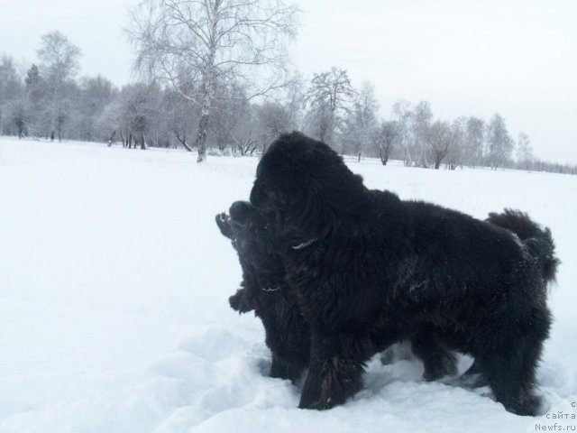 Фото: ньюфаундленд Карат из Медвежьего Яра (Karat iz Medvejyego Yara)
