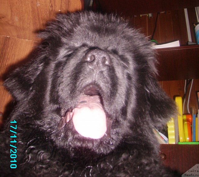 Фото: ньюфаундленд Их Высочество Владлена Маджикс