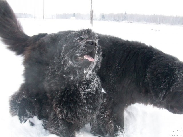 Фото: ньюфаундленд Ярада из Сибирской Глубинки (Yarada iz Sibirskoy Glubinki)