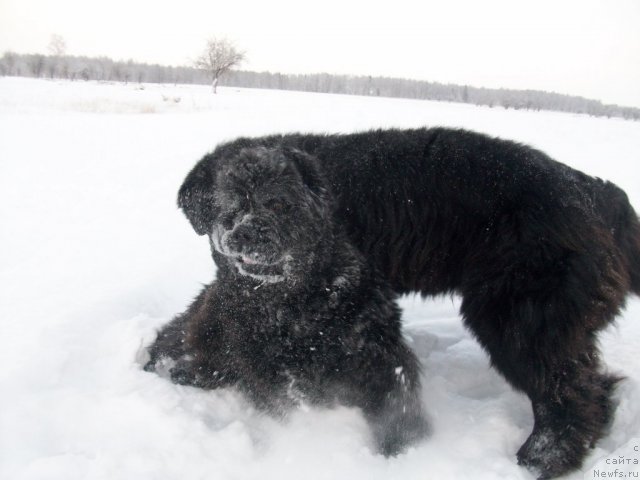 Фото: ньюфаундленд Ярада из Сибирской Глубинки (Yarada iz Sibirskoy Glubinki)