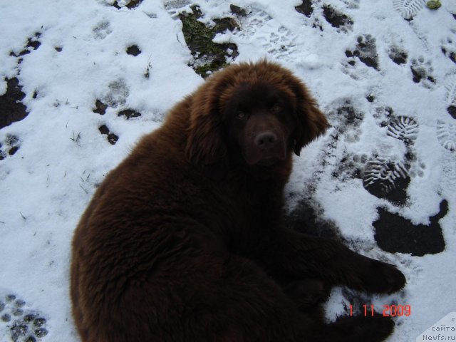 Фото: ньюфаундленд Правитель Тайги