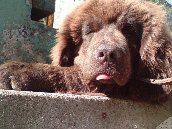 Фото: ньюфаундленд Правитель Тайги