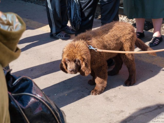 Фото: ньюфаундленд Правитель Тайги