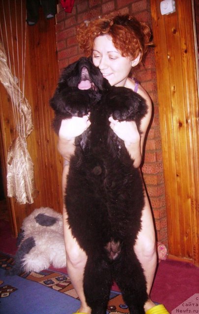 Фото: ньюфаундленд Их Высочество Владлена Маджикс