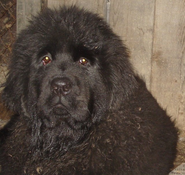 Фото: ньюфаундленд Их Высочество Гиацинта Бриз