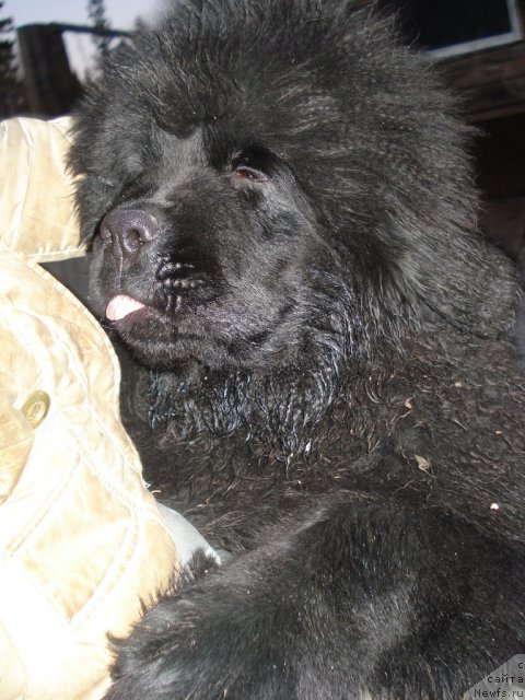 Фото: ньюфаундленд Их Высочество Гламур Доджи