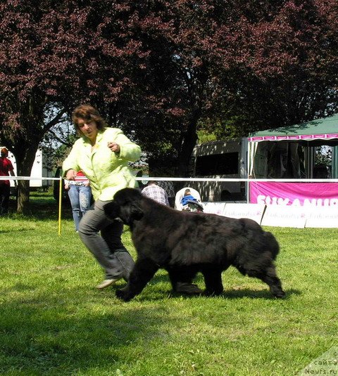 Фото: Bowater's Pilot to Midnight Lady