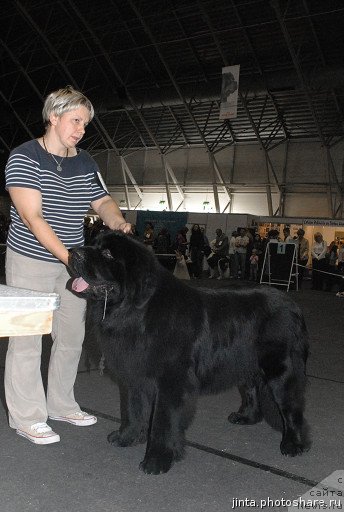 Фото: ньюфаундленд Black Imp Hot Head Hooligan