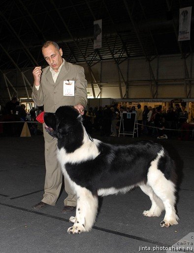 Фото: ньюфаундленд Zidan Clark Zvezdnij Dar