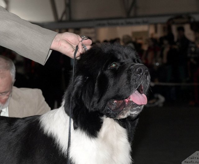 Фото: ньюфаундленд Zidan Clark Zvezdnij Dar