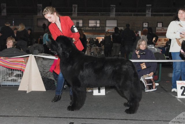 Фото: ньюфаундленд Bowaters Time Traveler
