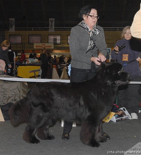 Фото: ньюфаундленд Duty Free of Apachee's Home