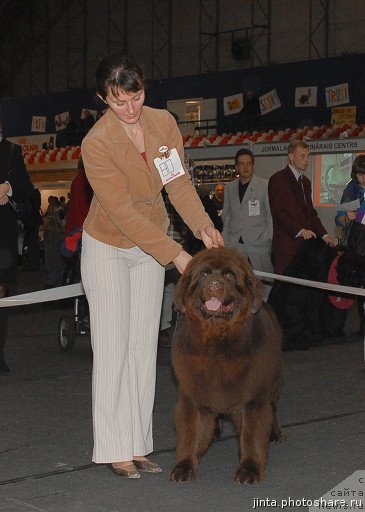 Фото: ньюфаундленд Элерон Браун (Eleron Brown)