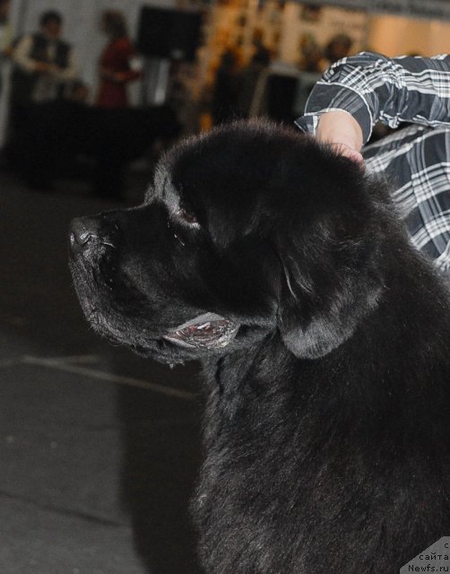 Фото: Wave Seekers Blueberry Blues