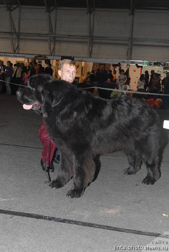 Фото: ньюфаундленд Elinois Ruciero