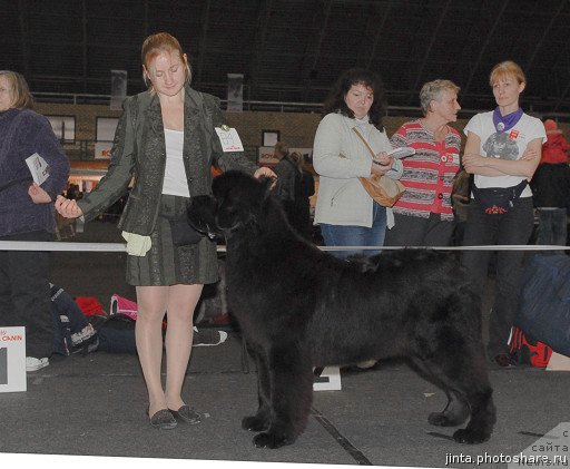 Фото: ньюфаундленд King of Helluland Just Beautiful