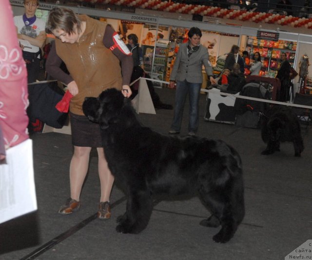 Фото: ньюфаундленд Perfect Jewel Nuo Ozo Kalvu