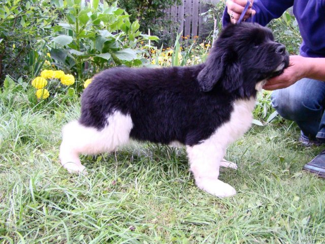 Фото: ньюфаундленд Ланцелот  из Медвежьего Яра