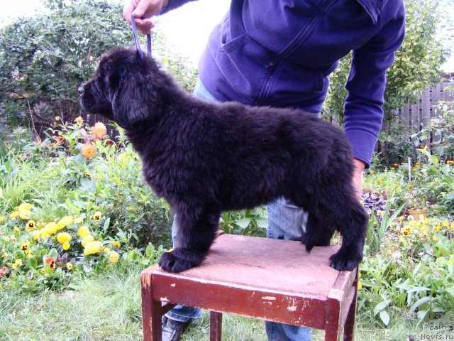 Фото: ньюфаундленд Маркиза из Медвежьего Яра